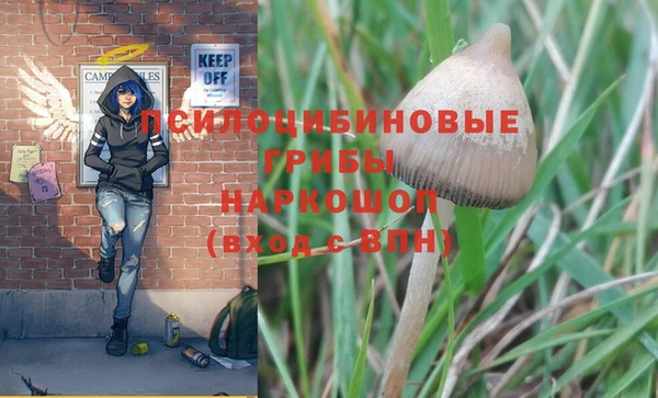 PSILOCYBIN Новозыбков